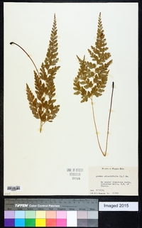 Anemia adiantifolia image