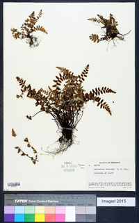 Asplenium bradleyi image