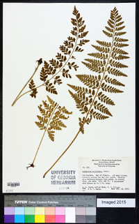 Asplenium bulbiferum image