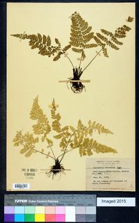 Asplenium cristatum image
