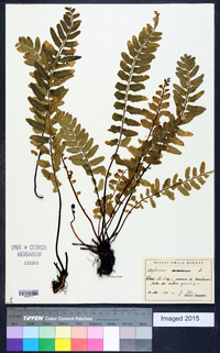 Asplenium sulcatum image