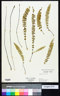 Asplenium monanthes image