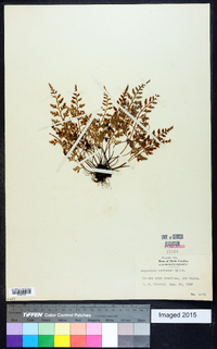 Asplenium montanum image