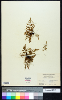 Asplenium montanum image