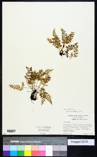 Asplenium montanum image