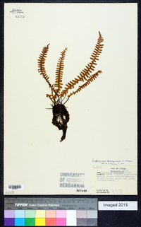 Asplenium resiliens image