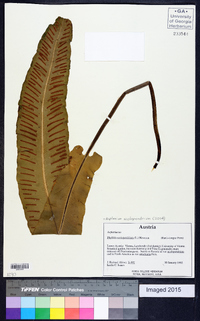 Asplenium scolopendrium image