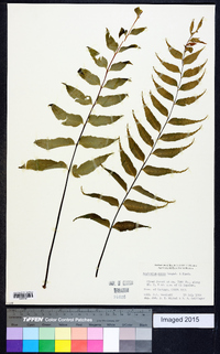 Asplenium serra image