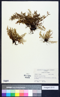 Asplenium myriophyllum image