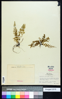 Asplenium myriophyllum image