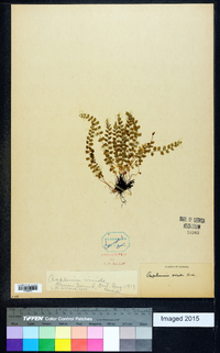 Asplenium viride image