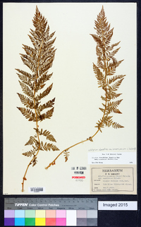 Athyrium alpestre image