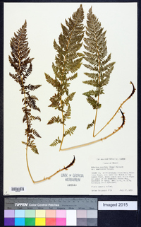 Athyrium alpestre image