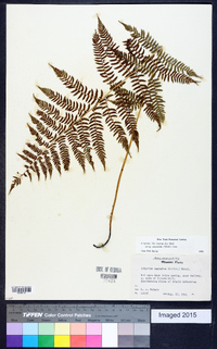 Athyrium filix-femina subsp. angustum image