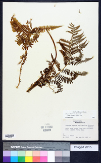 Athyrium filix-femina subsp. angustum image