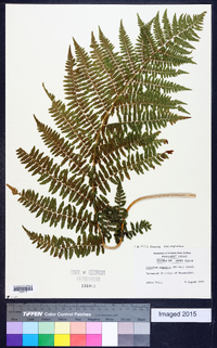 Athyrium filix-femina subsp. angustum image