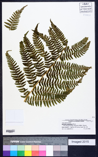 Athyrium filix-femina subsp. angustum image