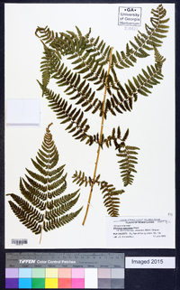 Athyrium filix-femina subsp. angustum image