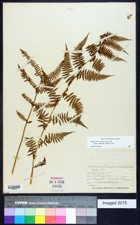 Athyrium filix-femina subsp. angustum image