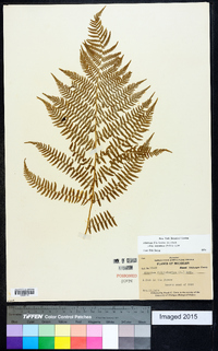 Athyrium filix-femina subsp. angustum image