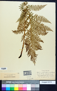 Athyrium filix-femina subsp. angustum image