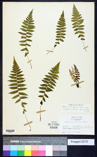 Athyrium filix-femina subsp. angustum image