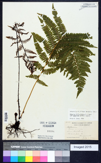 Athyrium filix-femina subsp. angustum image