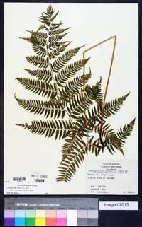 Athyrium filix-femina subsp. asplenioides image