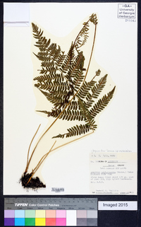 Athyrium filix-femina subsp. asplenioides image