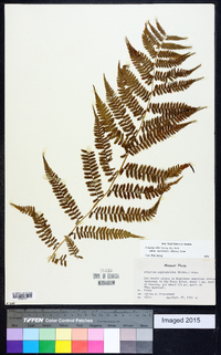 Athyrium filix-femina subsp. asplenioides image