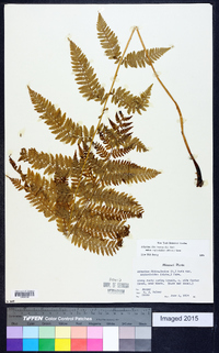 Athyrium filix-femina subsp. asplenioides image