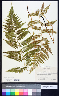 Athyrium filix-femina subsp. asplenioides image