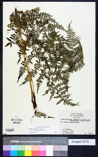 Athyrium filix-femina subsp. asplenioides image