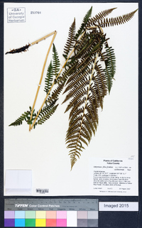 Athyrium asplenioides var. cyclosorum image