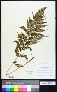 Athyrium filix-femina subsp. asplenioides image