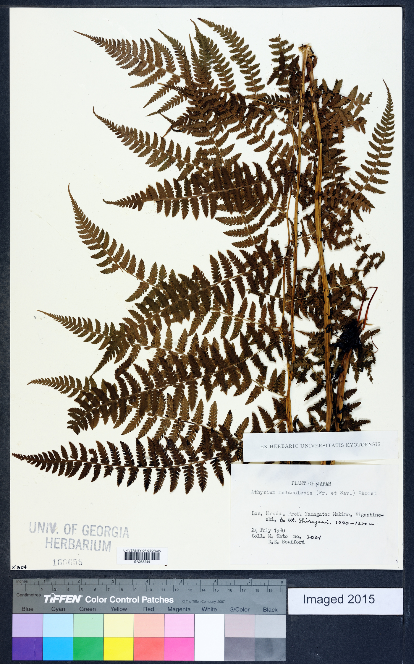 Athyrium melanolepis image
