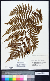 Athyrium vidalii image