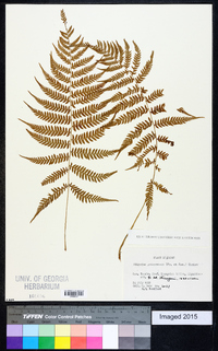 Athyrium yokoscense image