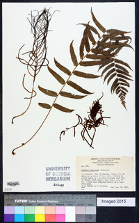 Blechnum filiforme image