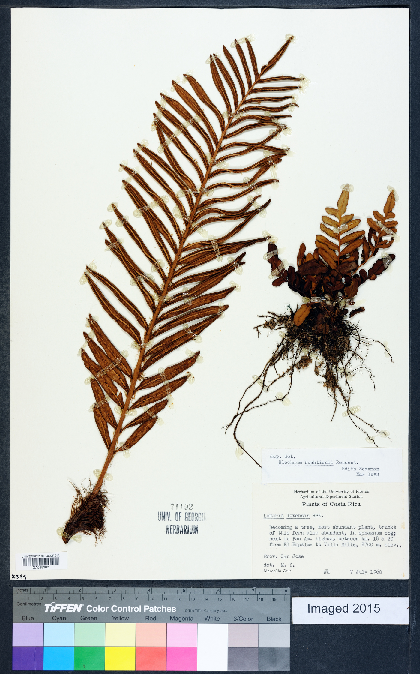 Blechnum auratum image