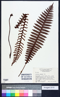 Blechnum discolor image