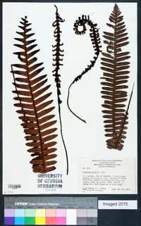 Blechnum discolor image