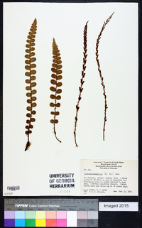 Blechnum fluviatile image