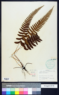 Blechnum occidentale image