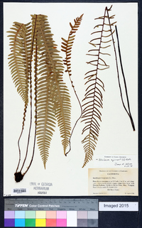 Blechnum spicant image