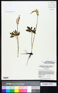 Sceptridium biternatum image