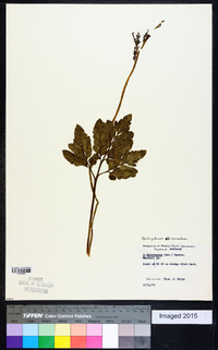 Sceptridium biternatum image