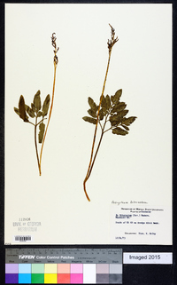 Sceptridium biternatum image