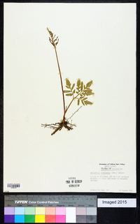 Sceptridium biternatum image