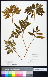 Sceptridium biternatum image